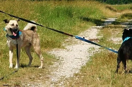 Miłek jest pięknym, biszkoptowym psem z ciemną mas