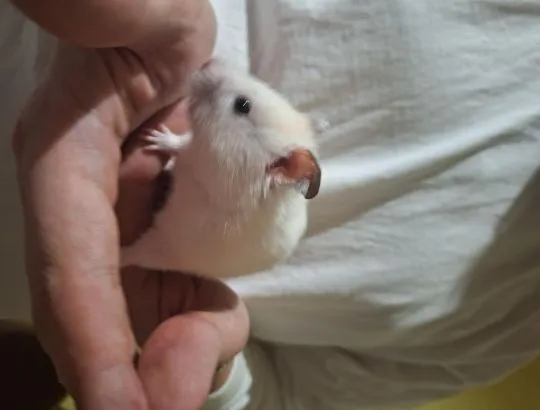 Chomik Syryjski /Samiec Dorosły /4 miesięczny/Szuka Nowego Domu, , Kwidzyn