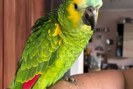 Amazonka niebieskoczelna