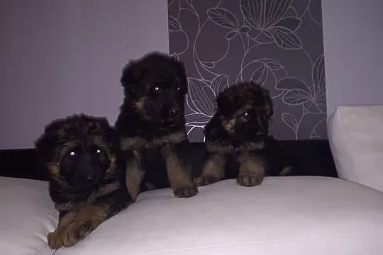 Szczenięta owczarki niemieckie, , Poddębice