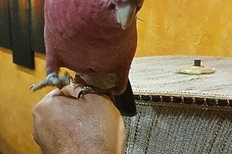 Papuga kakadu różowa, Wodzisław Śląski