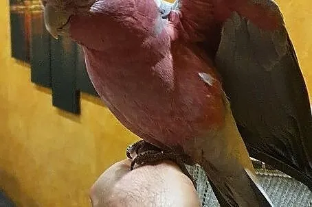 Papuga kakadu różowa, Wodzisław Śląski