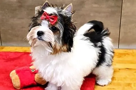 Śliczna suczka Biewer Yorkshire Terrier skończone 12 tyg.