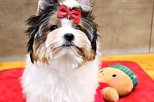 Śliczna suczka Biewer Yorkshire Terrier skończone 12 tyg., Śląskie, Orzesze
