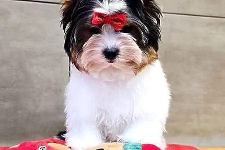 Śliczna suczka Biewer Yorkshire Terrier skończone 12 tyg., Śląskie, Orzesze