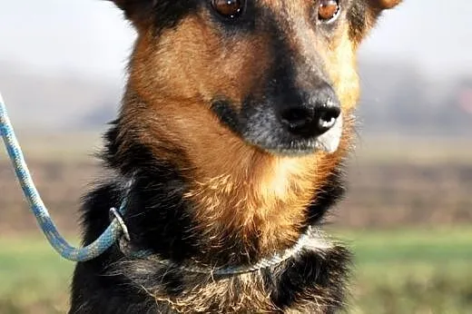 Jonia kochana, łagodna, poczciwa suczka ADOPCJA,  małopolskie Kraków