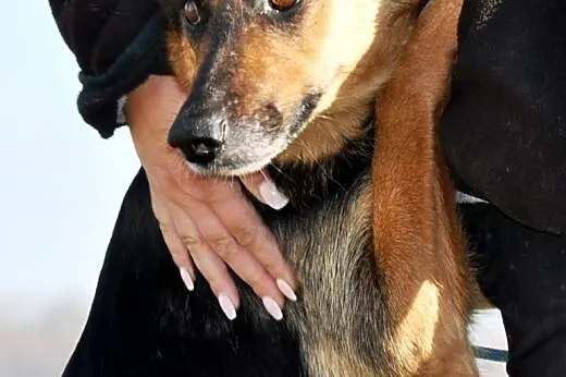 Jonia kochana, łagodna, poczciwa suczka ADOPCJA,  