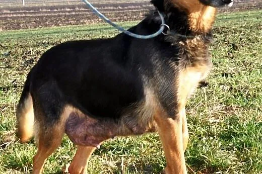 Jonia kochana, łagodna, poczciwa suczka ADOPCJA,  