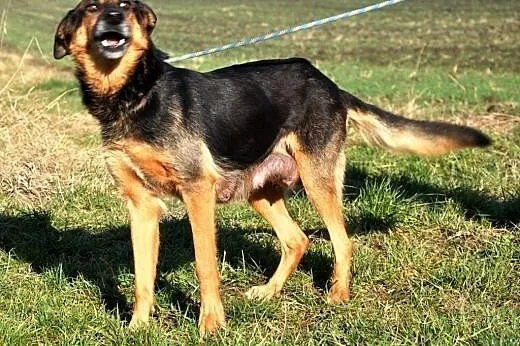 Jonia kochana, łagodna, poczciwa suczka ADOPCJA,  