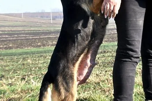 Jonia kochana, łagodna, poczciwa suczka ADOPCJA,  