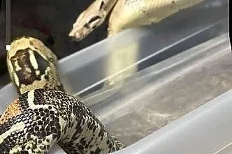 Samiec Boa imperator, Zachodniopomorskie, Dębno