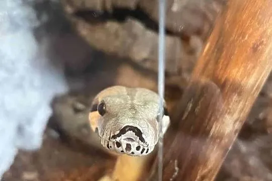 Samiec Boa imperator, Zachodniopomorskie, Dębno