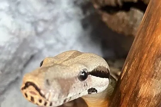 Samiec Boa imperator, Zachodniopomorskie, Dębno