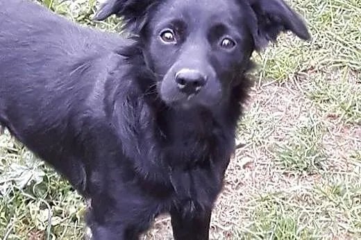 Zoltar do adopcji szczeniak 5 miesięcy,  mazowieck