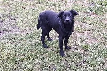 Zoltar do adopcji szczeniak 5 miesięcy,  mazowieck