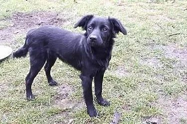 Zoltar do adopcji szczeniak 5 miesięcy,  mazowieck