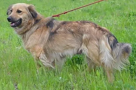 Lulu - grzeczna, piękna i pogodna sunia czeka na dom,  wielkopolskie Poznań