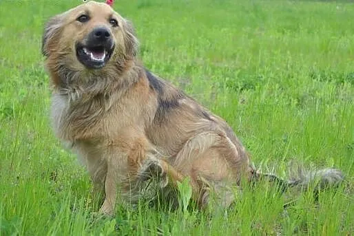 Lulu - grzeczna, piękna i pogodna sunia czeka na d