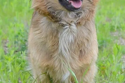 Lulu - grzeczna, piękna i pogodna sunia czeka na d