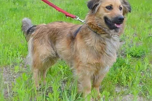 Lulu - grzeczna, piękna i pogodna sunia czeka na d