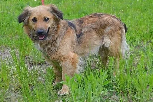 Lulu - grzeczna, piękna i pogodna sunia czeka na d