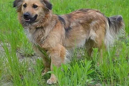 Lulu - grzeczna, piękna i pogodna sunia czeka na d
