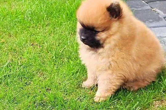 Szpic miniaturowy pomeranian, Mazowieckie, Ciechanów