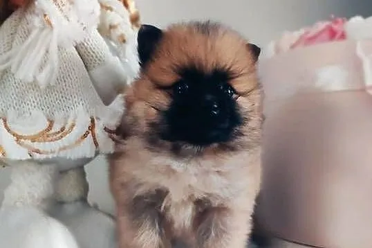 Szpic miniaturowy pomeranian, Mazowieckie, Ciechanów