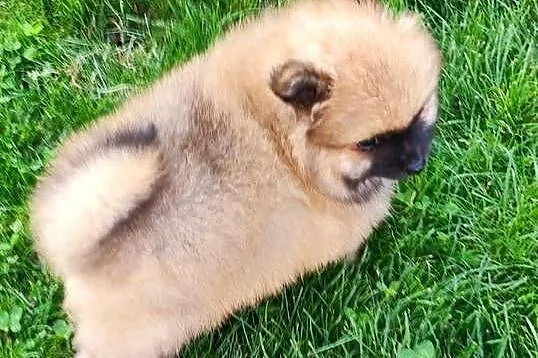 Szpic miniaturowy pomeranian, Mazowieckie, Ciechanów