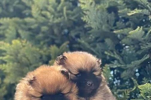 Szpic miniaturowy pomeranian, Mazowieckie, Ciechanów