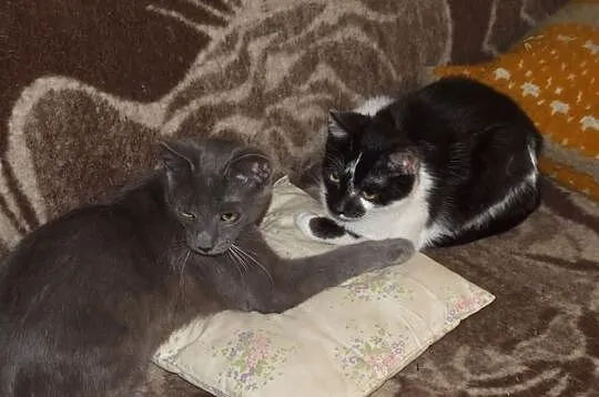 Radom - dwa kotki do adopcji