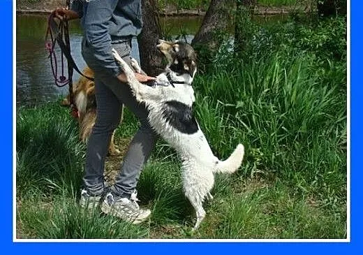 9kg,młoda,kocha ludzi,sympatyczna,wesoła,łagodna,s