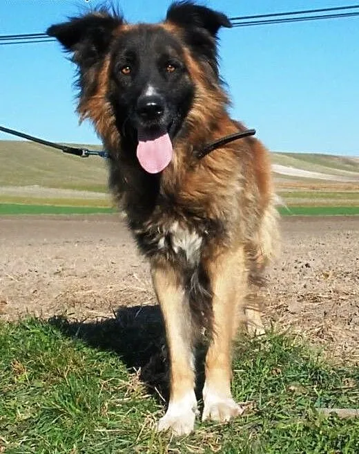 Fadunio mix leonberger super pies szuka domu, mał