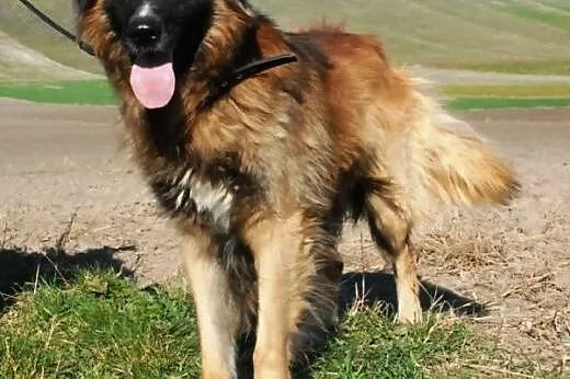 Fadunio mix leonberger super pies szuka domu,  mał