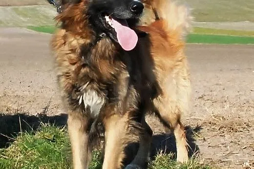 Fadunio mix leonberger super pies szuka domu,  mał