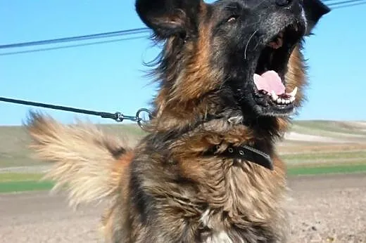 Fadunio mix leonberger super pies szuka domu,  mał