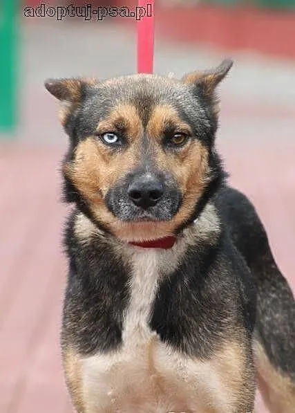 MAJOR - pies o dwukolorowych oczach do adopcji
