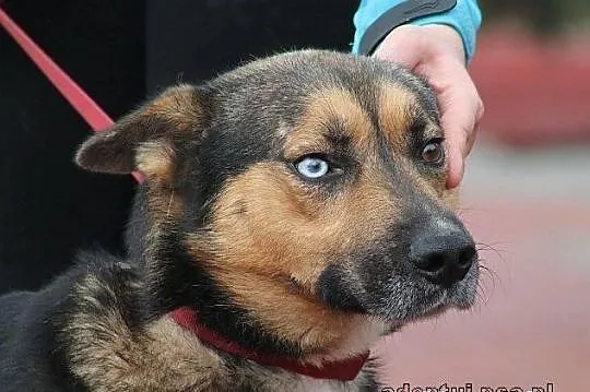 MAJOR - pies o dwukolorowych oczach do adopcji