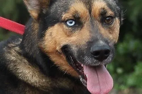 MAJOR - pies o dwukolorowych oczach do adopcji