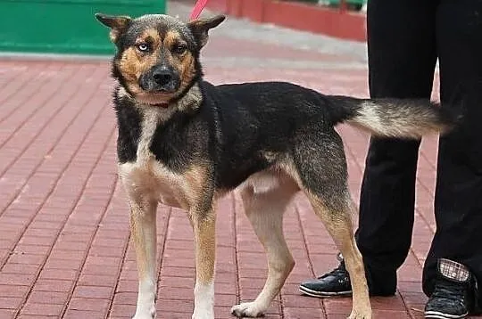 MAJOR - pies o dwukolorowych oczach do adopcji