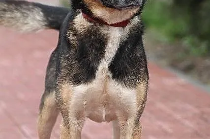 MAJOR - pies o dwukolorowych oczach do adopcji