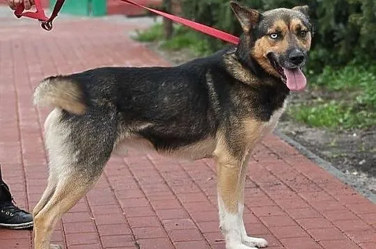 MAJOR - pies o dwukolorowych oczach do adopcji