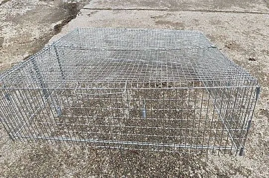 metalowa klatka pułapka na koty