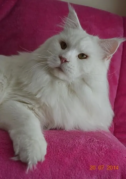 PIĘKNA koteczka i kocurek Maine Coon !