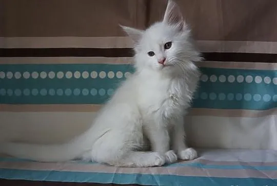 PIĘKNA koteczka i kocurek Maine Coon !
