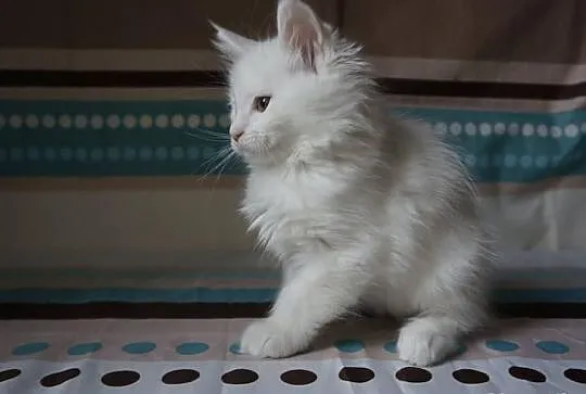 PIĘKNA koteczka i kocurek Maine Coon !