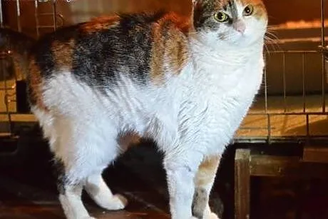 Piękn,młoda,spokojna  trikolorka,adopcja!!,  święt
