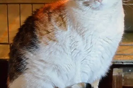 Piękn,młoda,spokojna  trikolorka,adopcja!!,  święt
