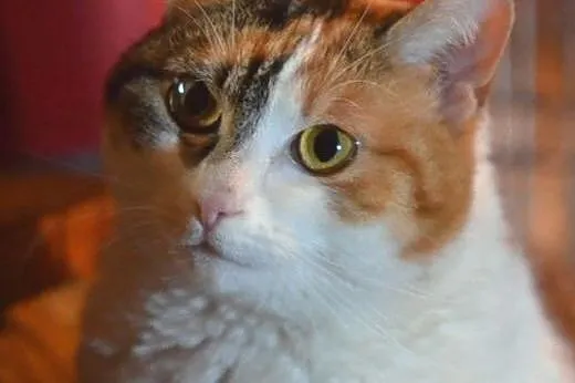 Piękn,młoda,spokojna  trikolorka,adopcja!!,  święt