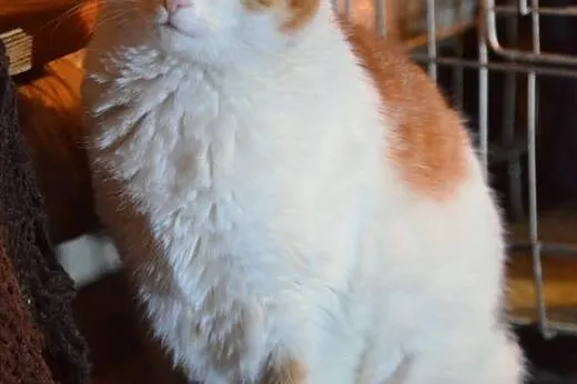 Piękn,młoda,spokojna  trikolorka,adopcja!!,  święt